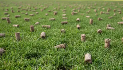 Close-up of soil core plugs after lawn aeration by Chop Chop Landscaping in Bellevue, WA